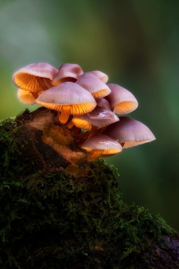 Fungus Enlightening