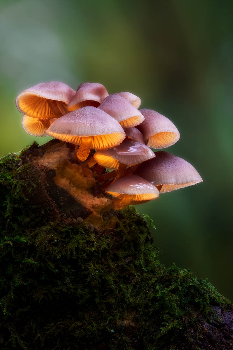 Fungus Enlightening