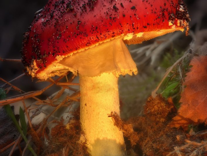 Fungus Enlightening
